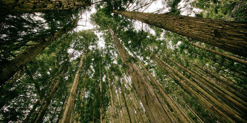 SD-WAN：多分支机构企业数字化转型的网络基石与战略选择