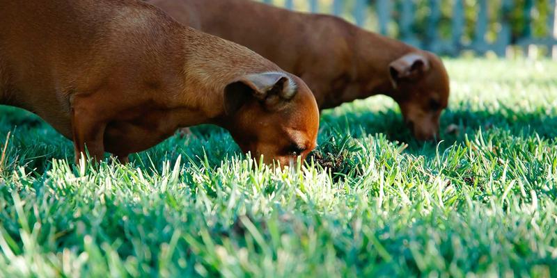 从硬件牢笼到软件自由:NFV如何重构电信网络,为开发者开启新蓝海