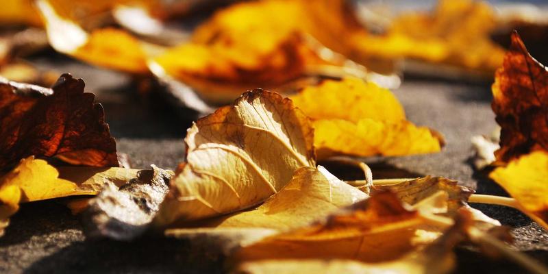 软件定义网络(SDN):用代码重塑数据中心,解锁下一代IT解决方案